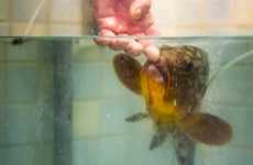 Bari, pescivendolo salva la vita a una cernia, la adotta e la chiama Elena